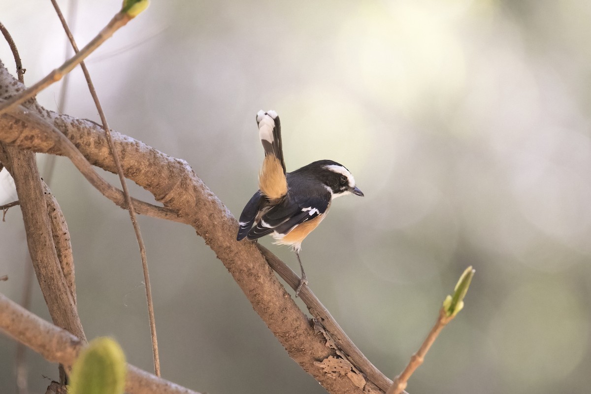 Buff-sided Robin - ML641423673