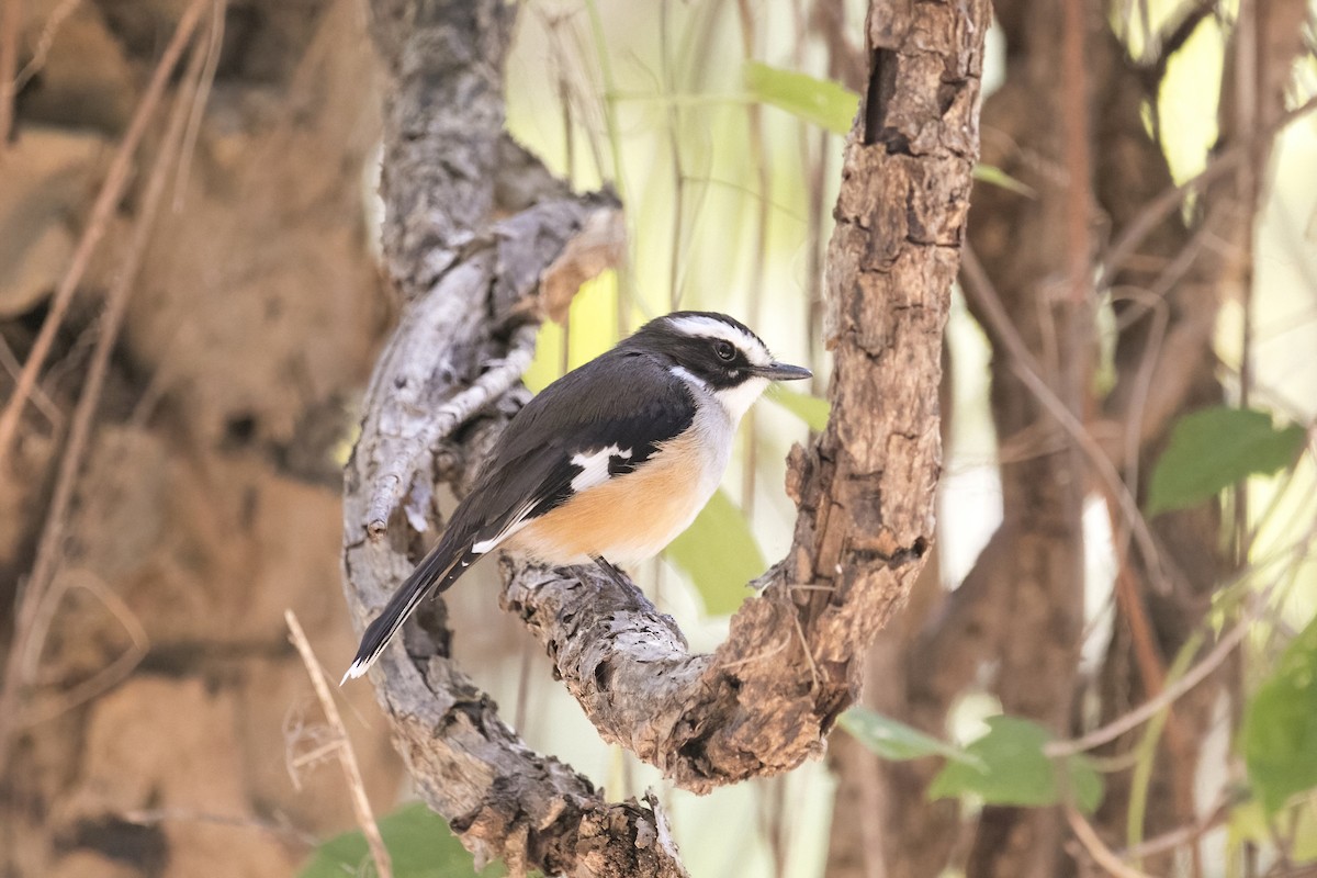 Buff-sided Robin - ML641423674