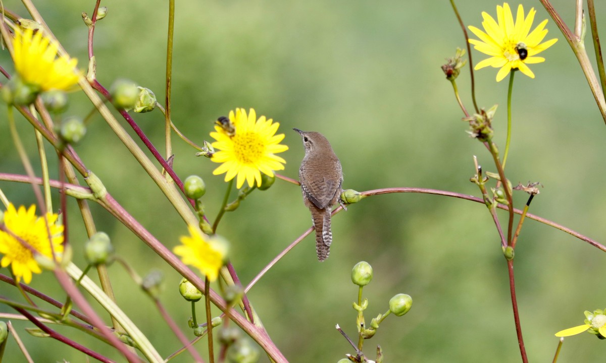Northern House Wren - ML641423678
