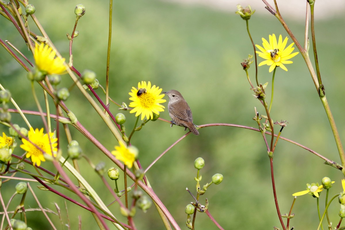 Northern House Wren - ML641423679