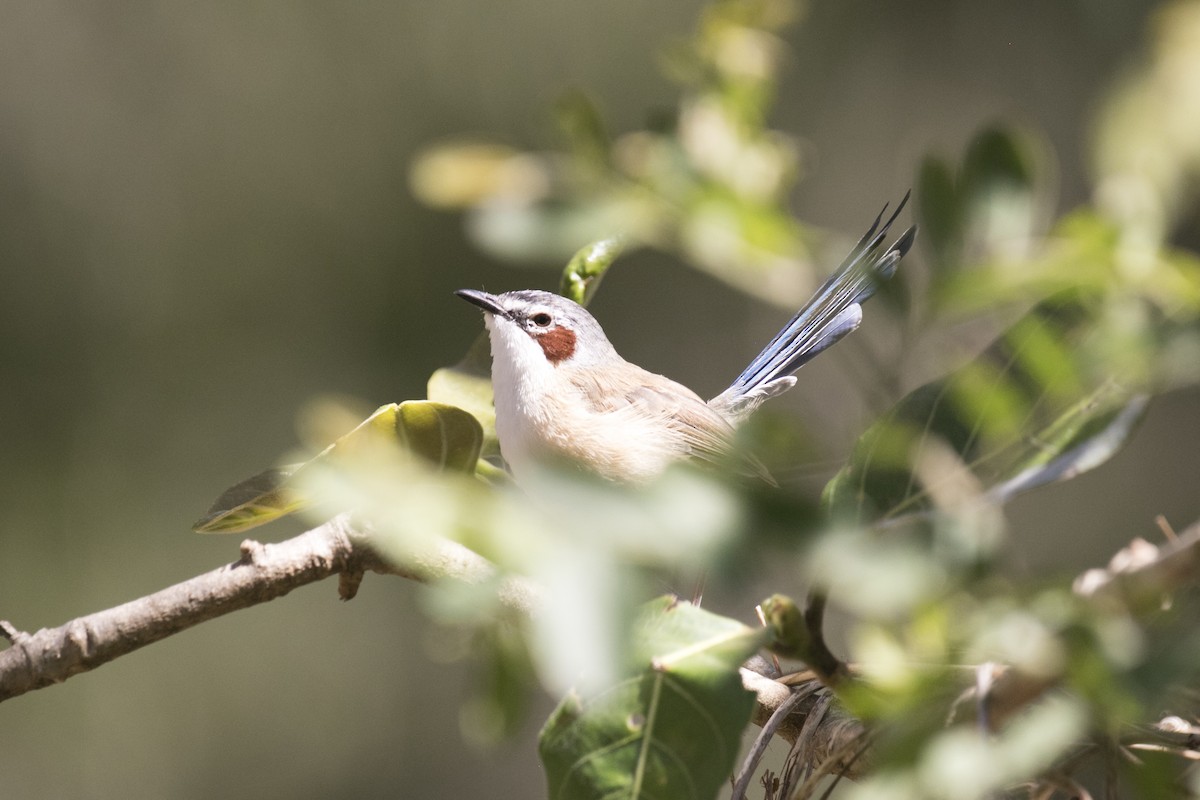 Purple-crowned Fairywren - ML641423681