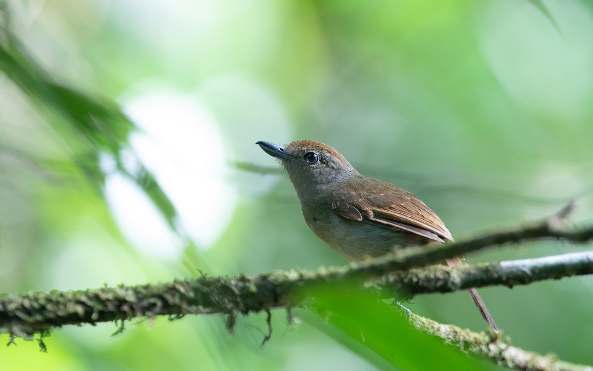 Cinereous Antshrike - ML641423682