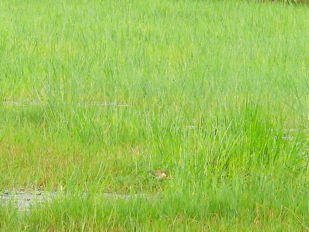 Bronze-winged Jacana - ML641423683
