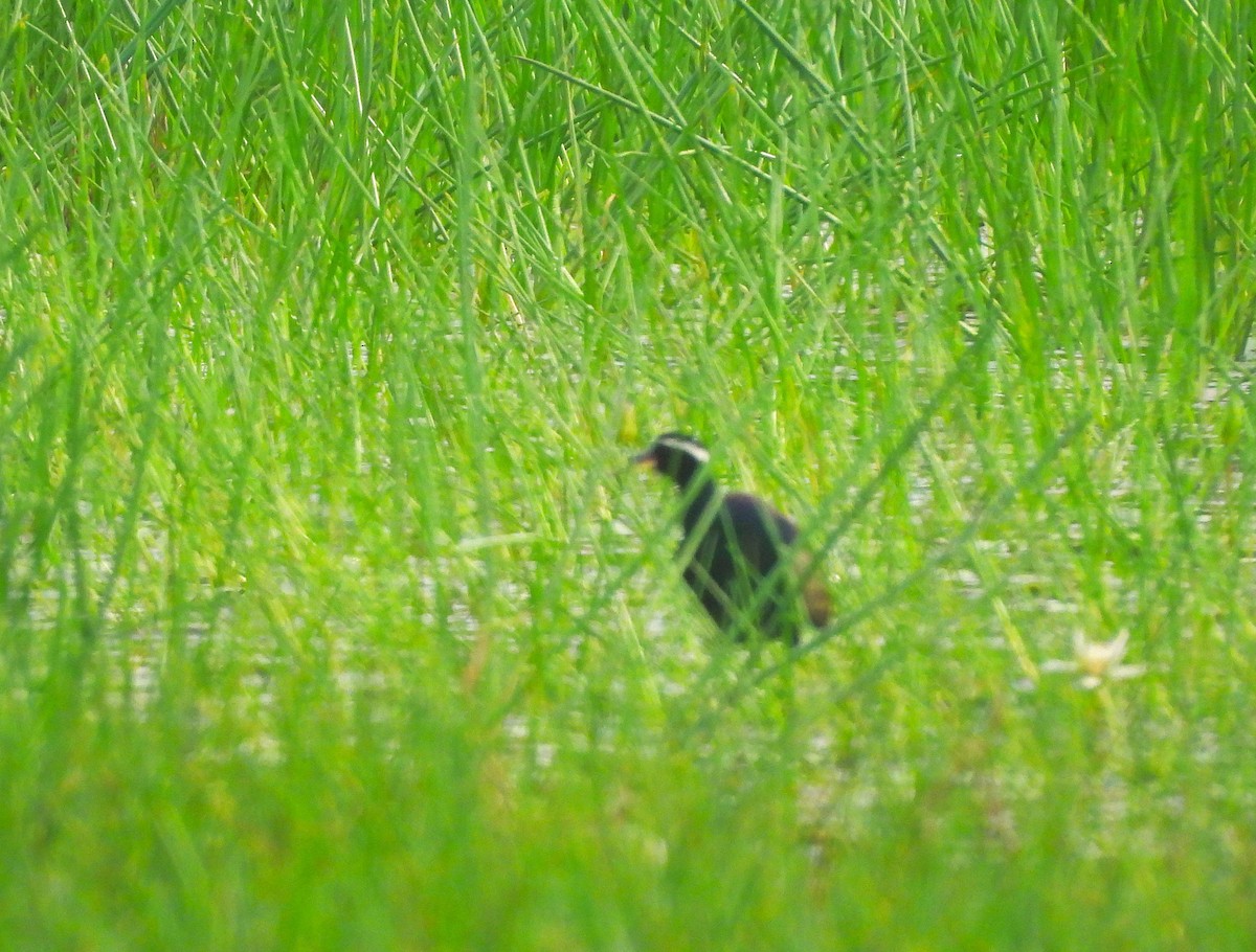 Bronze-winged Jacana - ML641423684