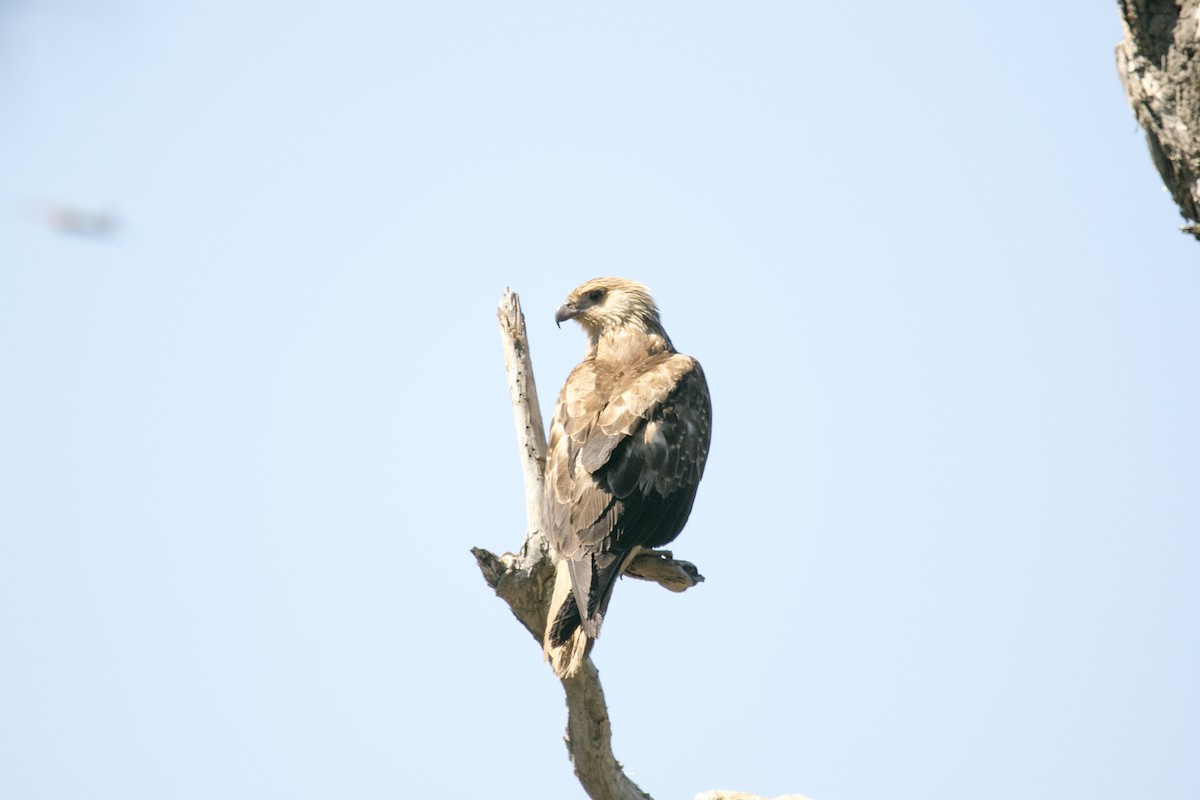 Whistling Kite - ML641423687