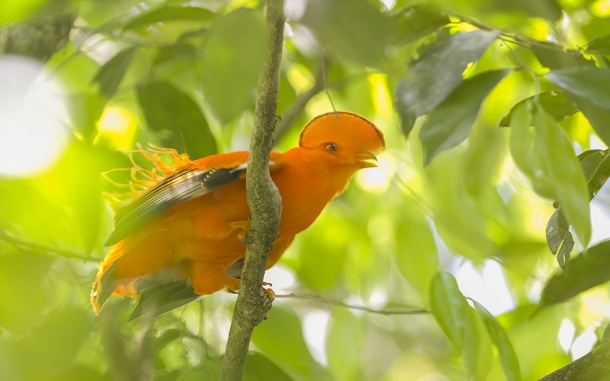 Guianan Cock-of-the-rock - ML641423690