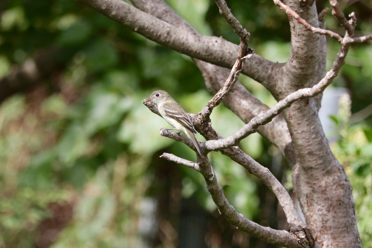 Least Flycatcher - ML641423691