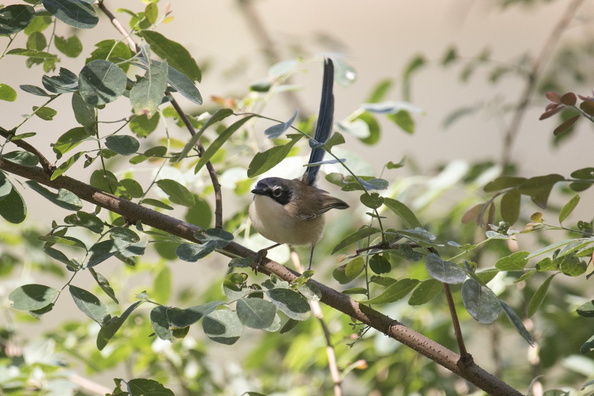Purple-crowned Fairywren - ML641423693
