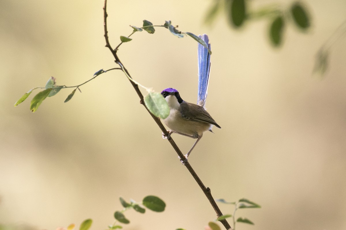 Purple-crowned Fairywren - ML641423695