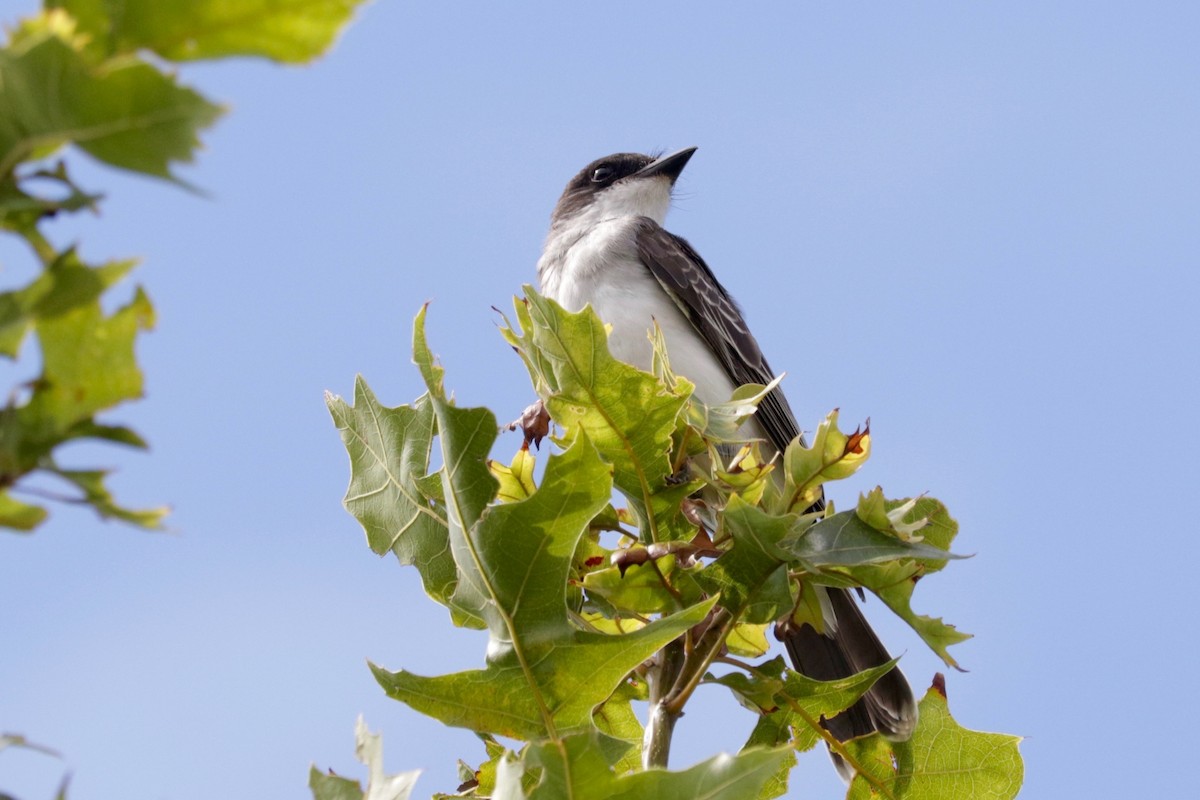 Eastern Kingbird - ML641423696