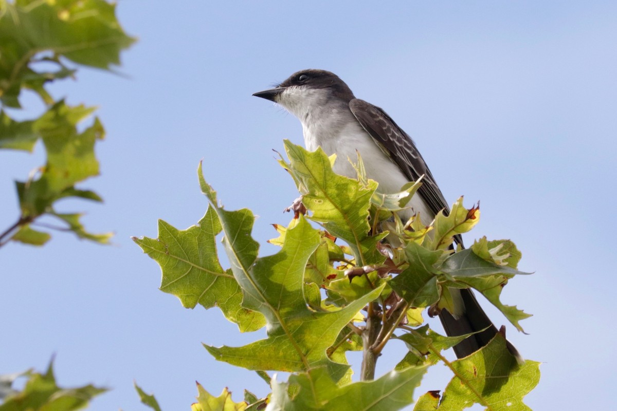 Eastern Kingbird - ML641423697
