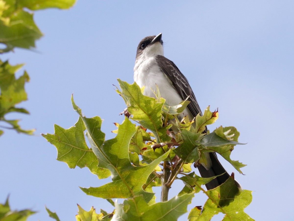 Eastern Kingbird - ML641423698