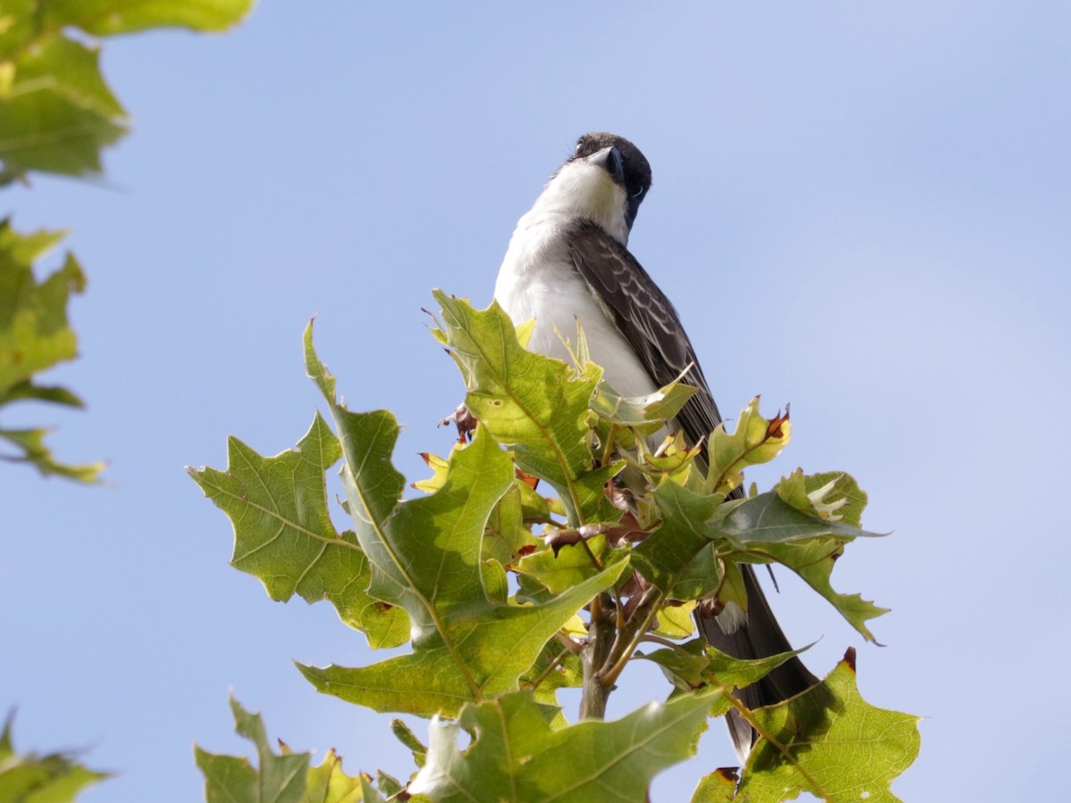 Eastern Kingbird - ML641423699