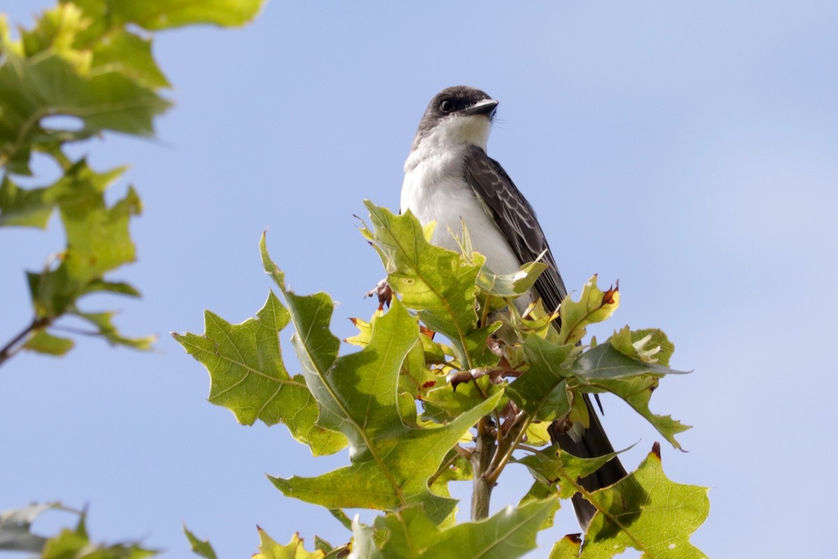 Eastern Kingbird - ML641423700