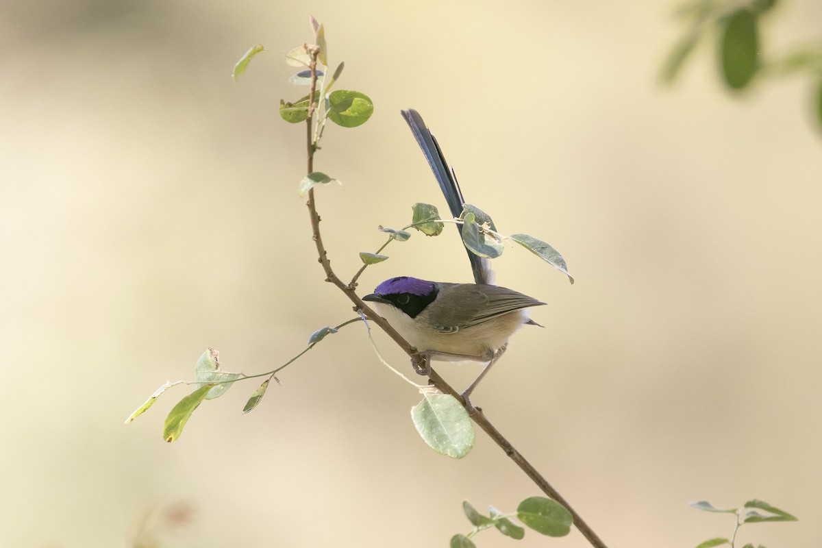Purple-crowned Fairywren - ML641423707