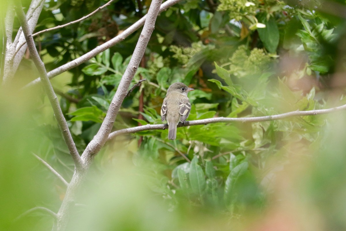 Least Flycatcher - ML641423729