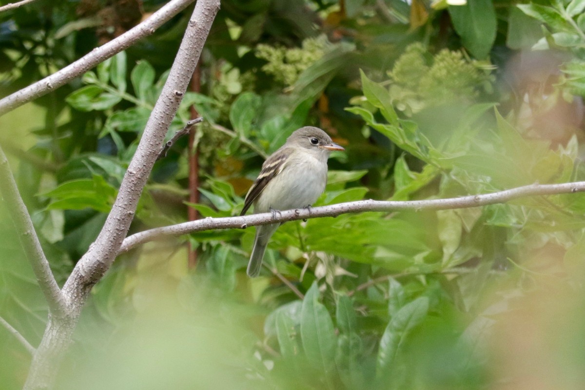 Least Flycatcher - ML641423730