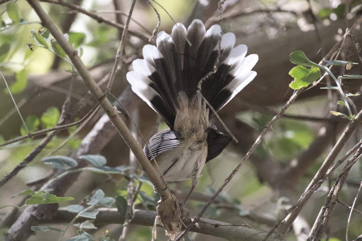 Arafura Fantail - ML641423733