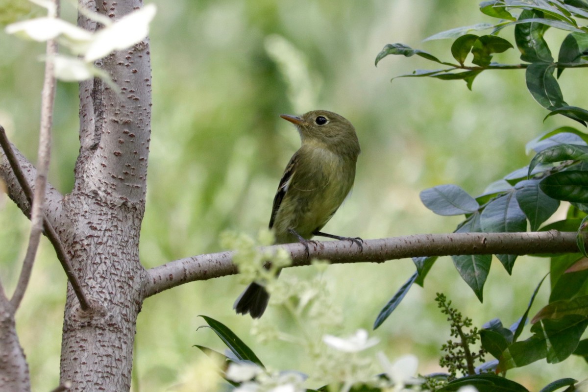 Yellow-bellied Flycatcher - ML641423736