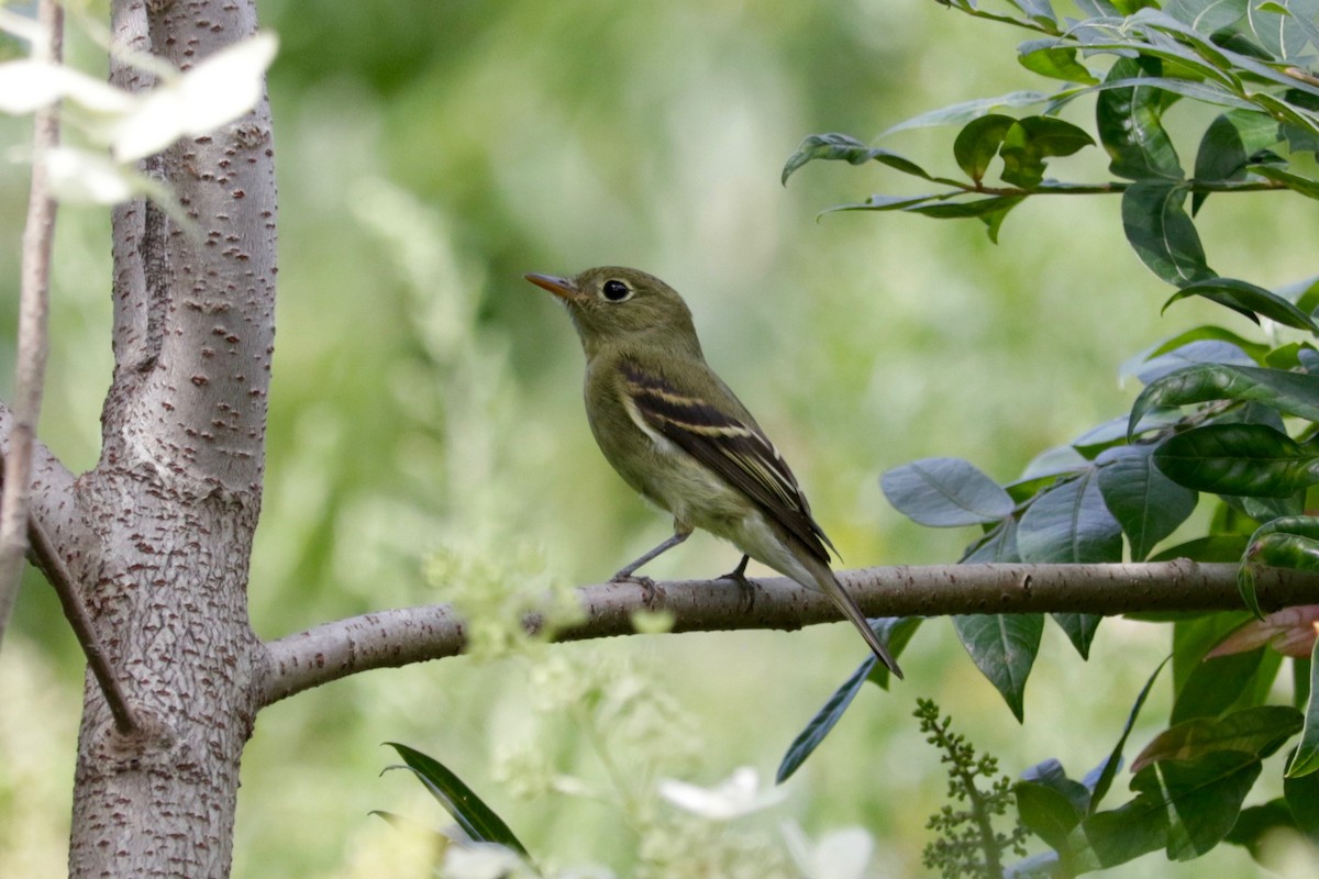 Yellow-bellied Flycatcher - ML641423737