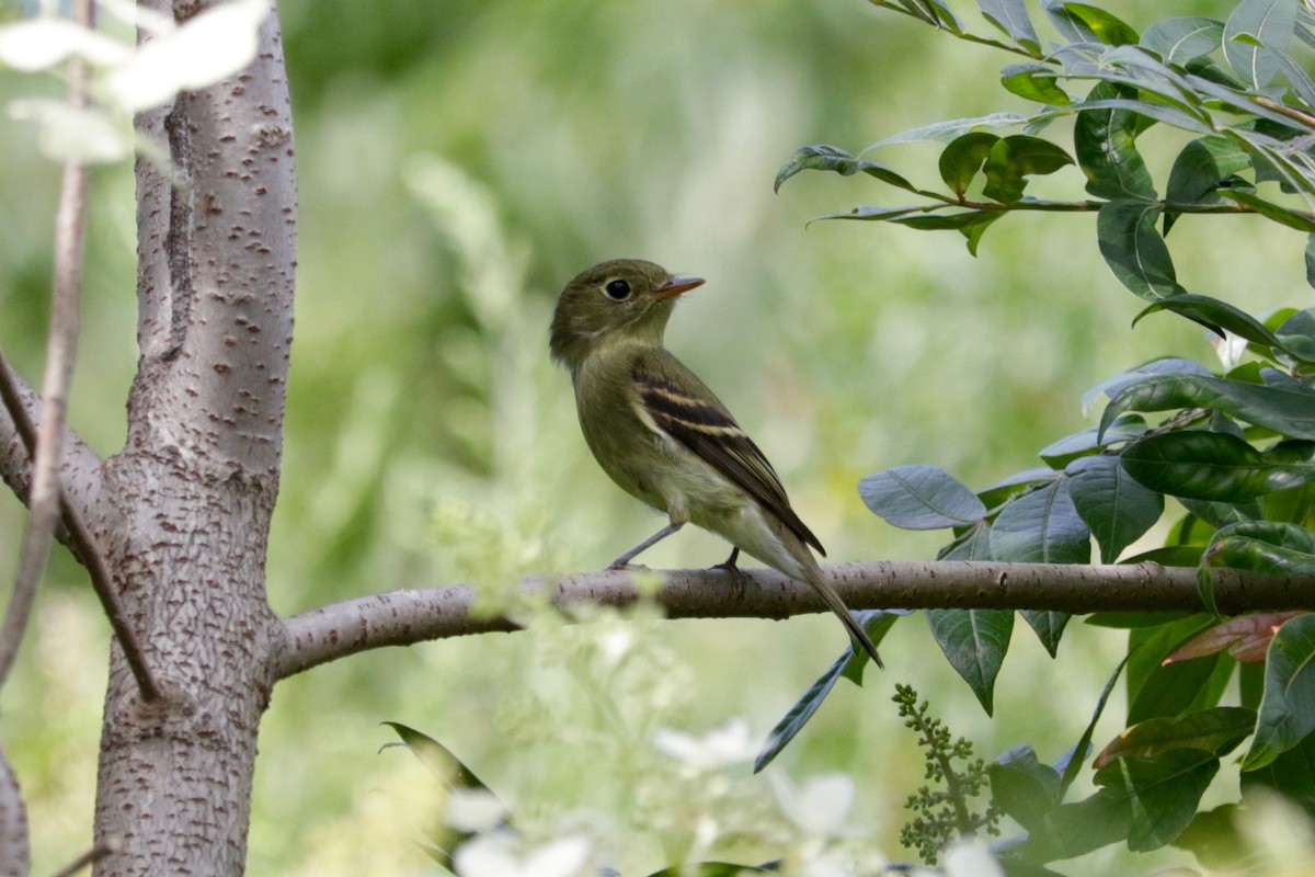 Yellow-bellied Flycatcher - ML641423738