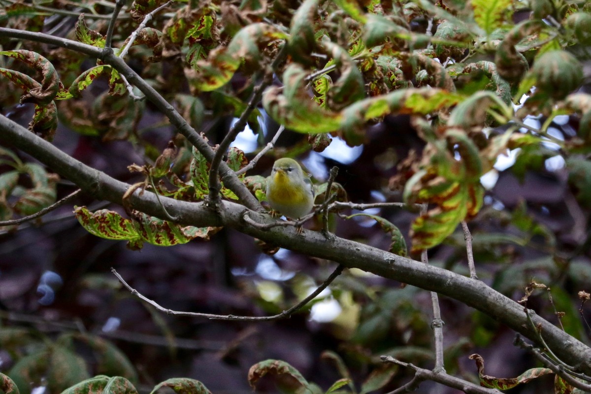 Parula Norteña - ML641423744