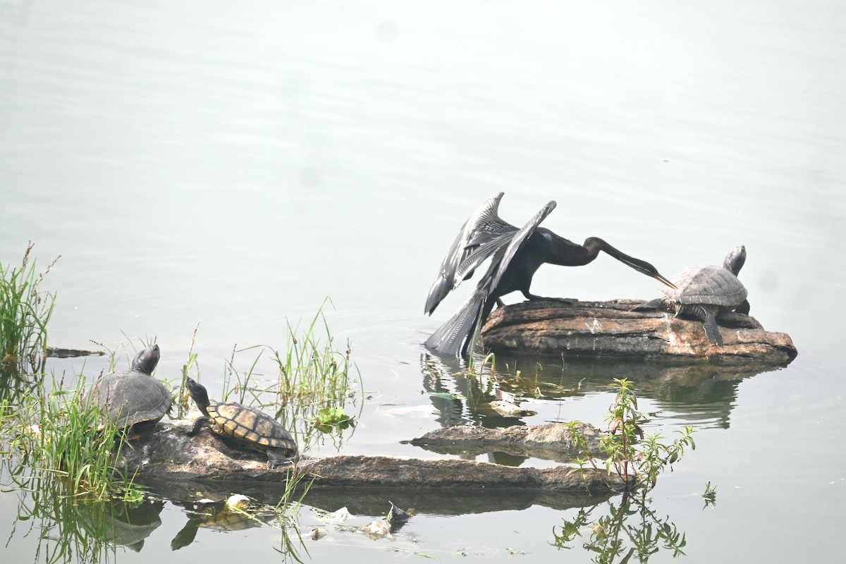 Anhinga Asiática - ML641423745