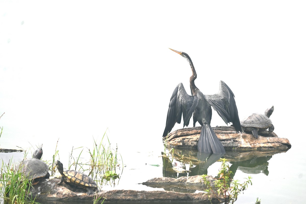 Anhinga Asiática - ML641423746