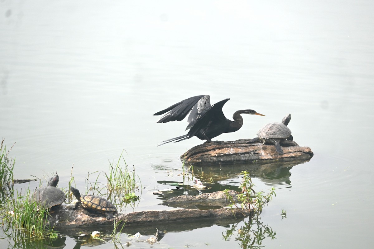 Anhinga Asiática - ML641423747