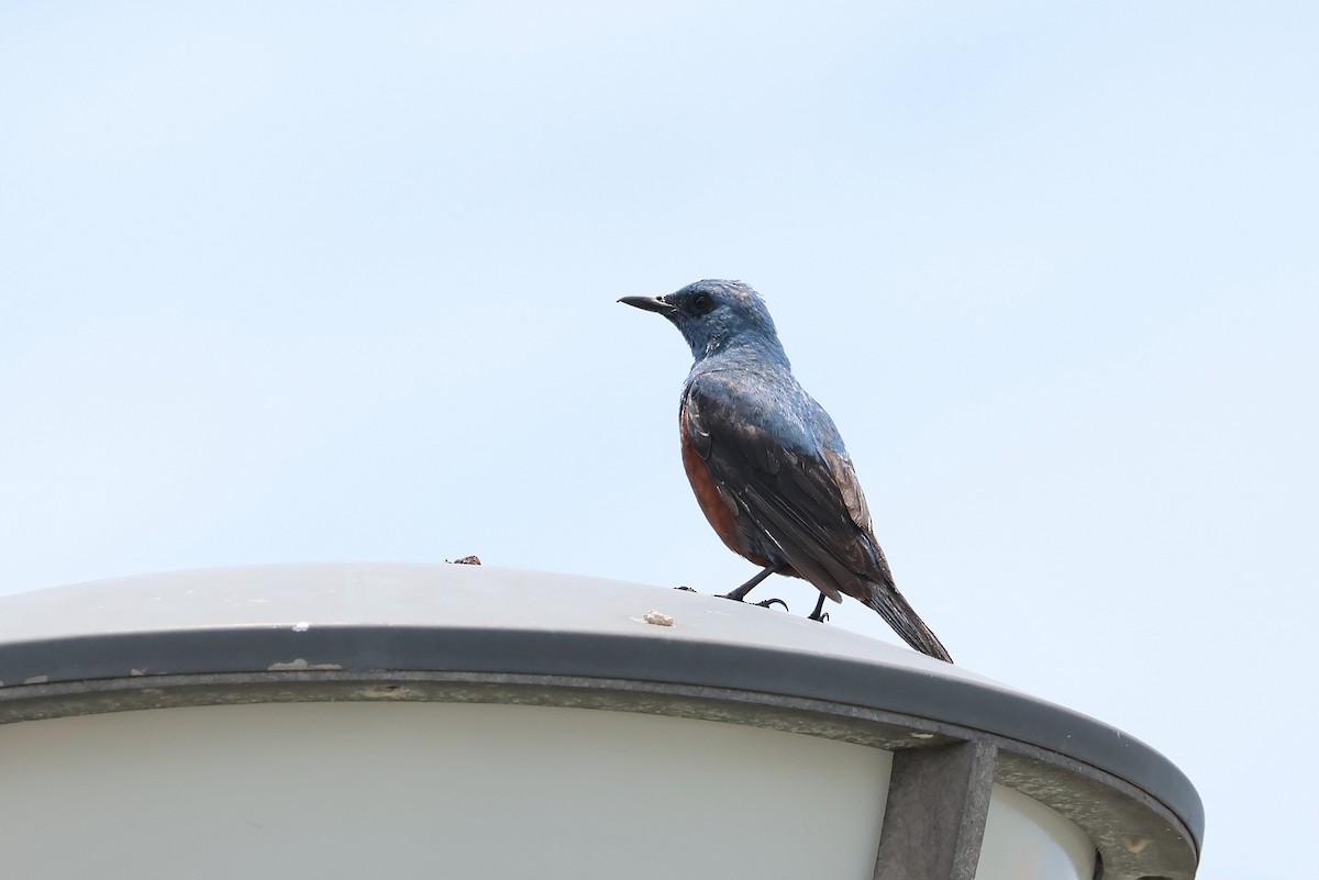Roquero Solitario - ML641423760