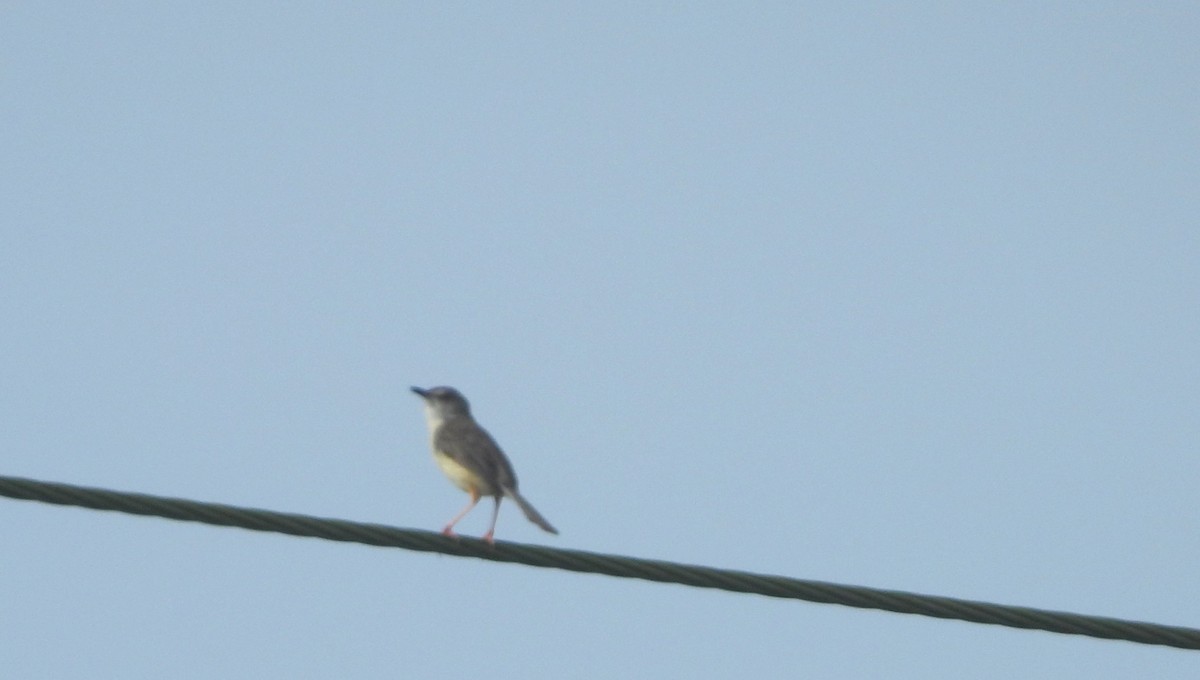 Prinia Sencilla - ML641423764