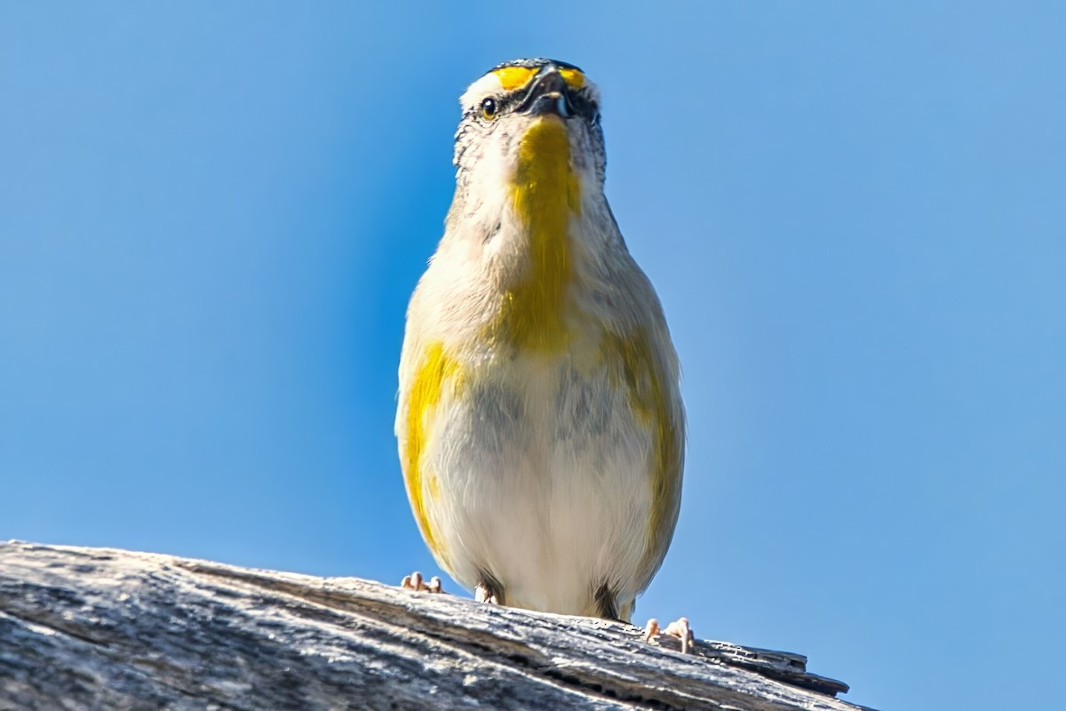 Pardalote Estriado (ornatus) - ML641423765