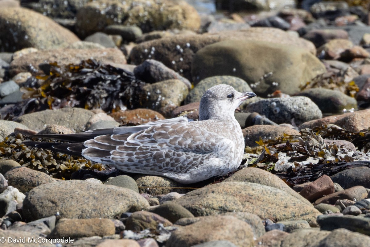 Ring-billed Gull - ML641423780