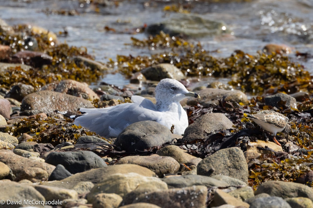 Ring-billed Gull - ML641423781