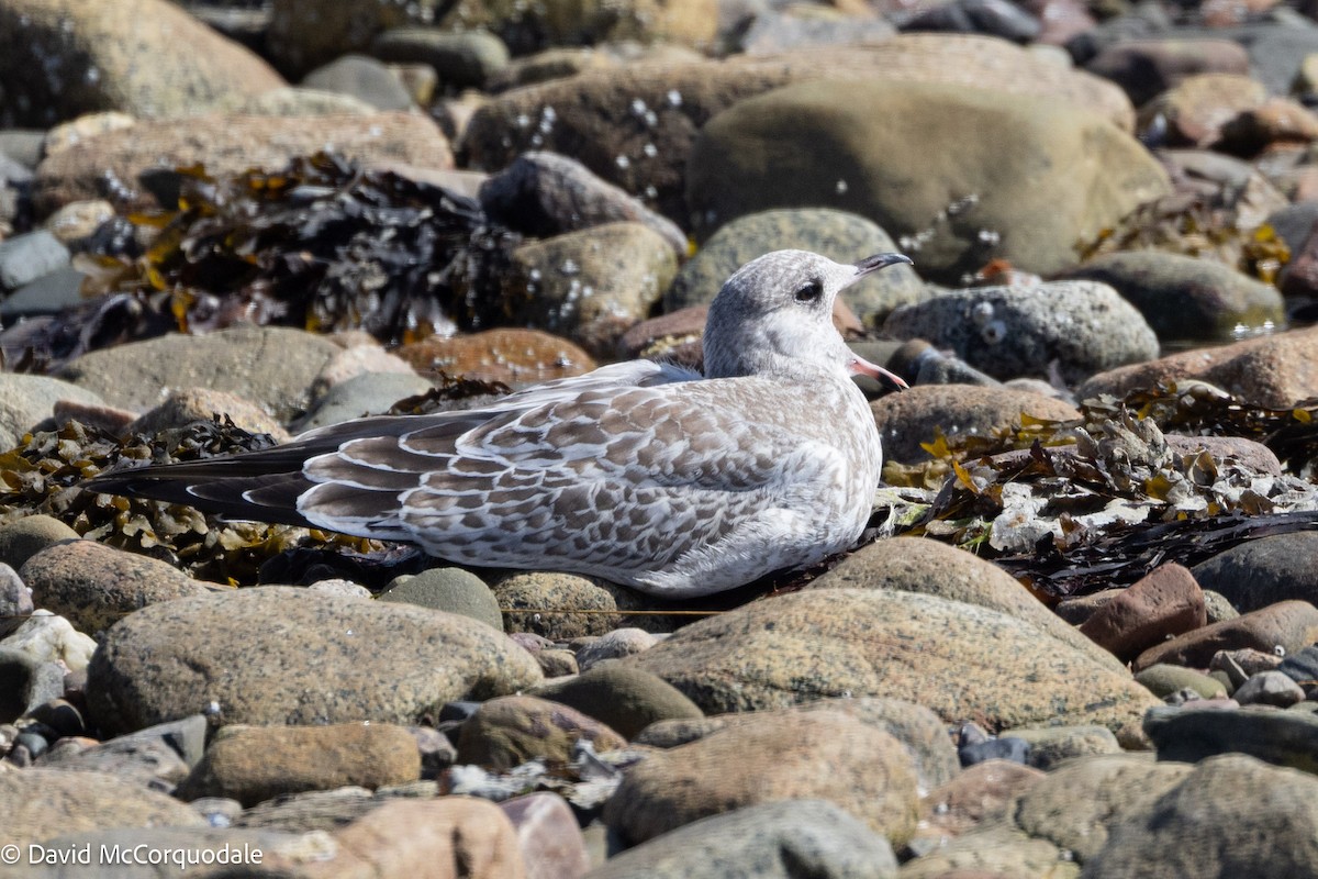 Ring-billed Gull - ML641423782