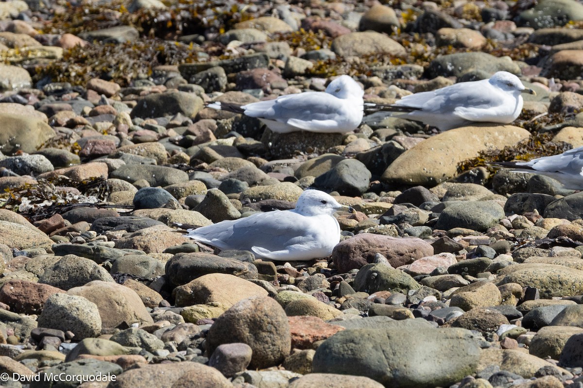 Ring-billed Gull - ML641423783