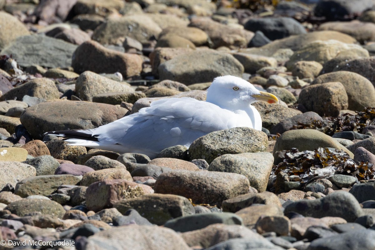 American Herring Gull - ML641423787