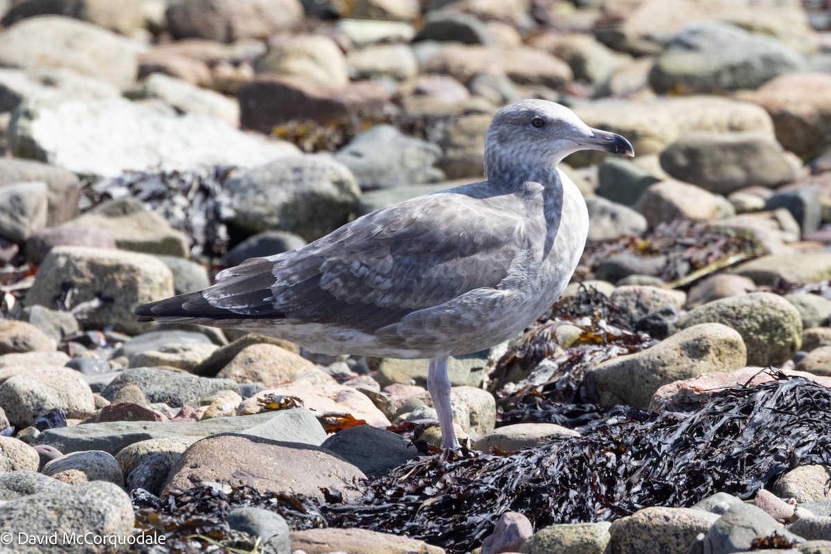 American Herring Gull - ML641423789