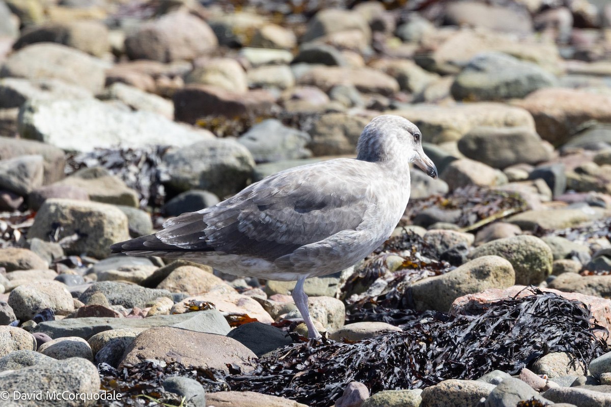 American Herring Gull - ML641423790