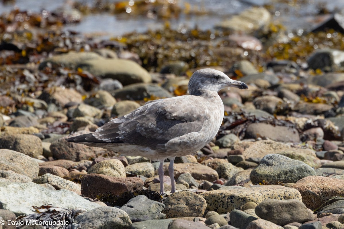 American Herring Gull - ML641423791