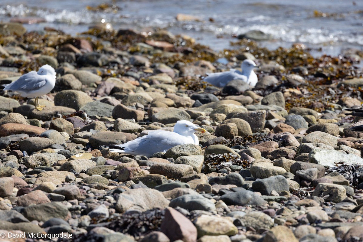 American Herring Gull - ML641423792