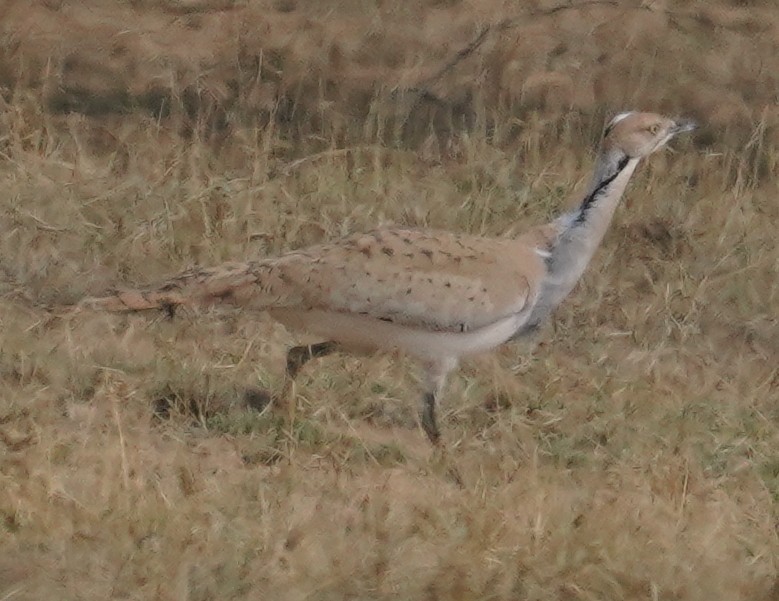 Джек - ML641423831