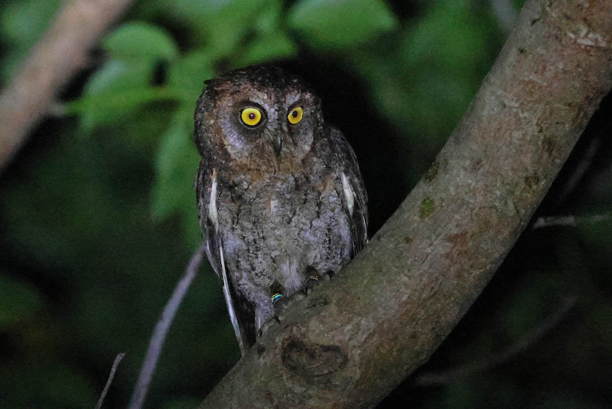 Ryukyu Scops-Owl - ML641423842