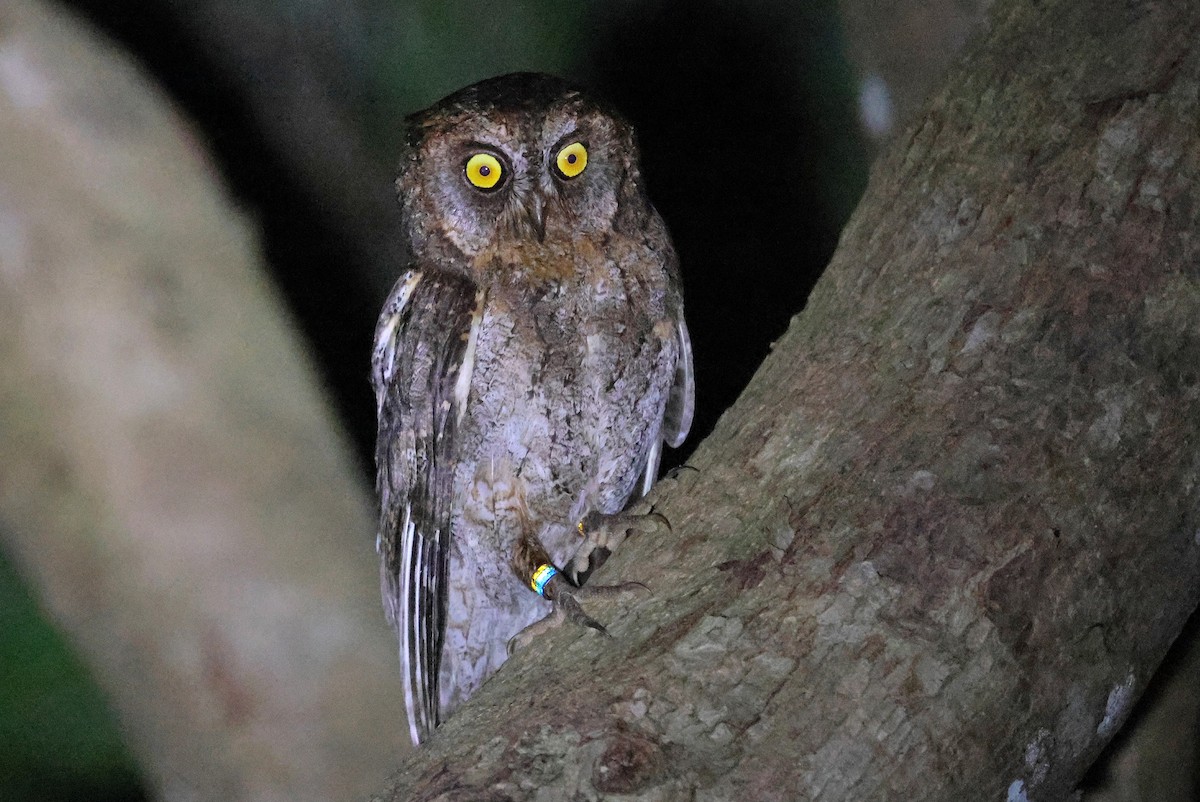 Ryukyu Scops-Owl - ML641423843