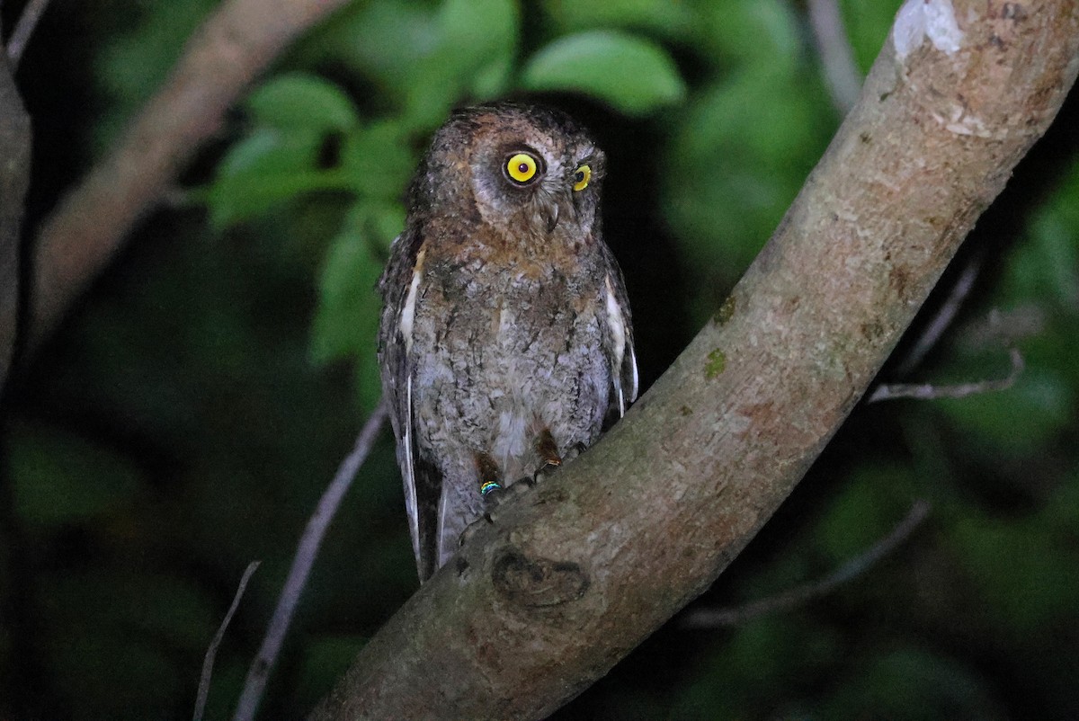 Ryukyu Scops-Owl - ML641423844