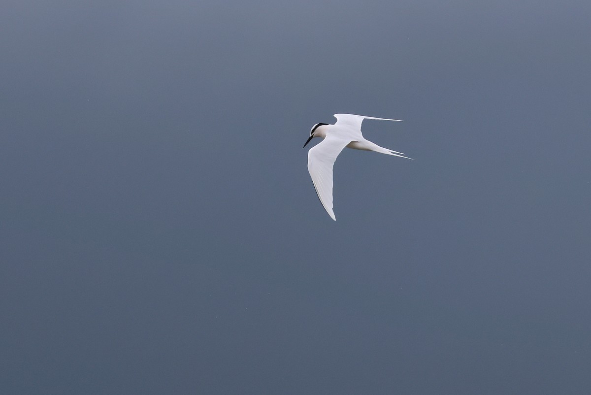 Black-naped Tern - ML641423850
