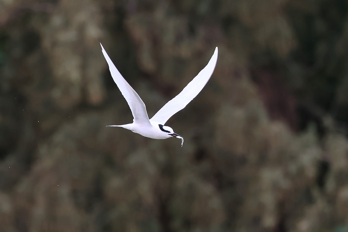 Black-naped Tern - ML641423852