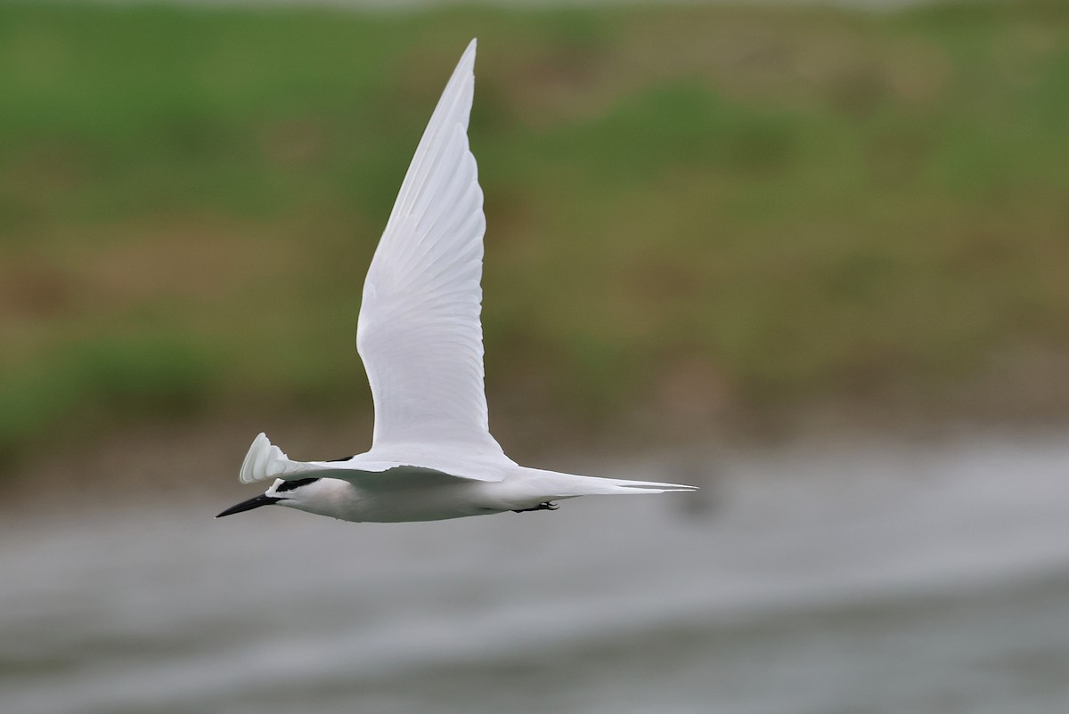 Black-naped Tern - ML641423853
