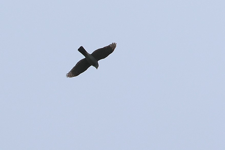 Japanese Sparrowhawk - ML641423854