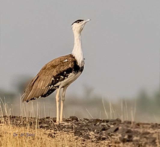 Индийская дрофа - ML641423855